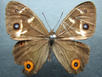 Tisiphone abeona joanna - Adult